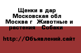 Щенки в дар - Московская обл., Москва г. Животные и растения » Собаки   
